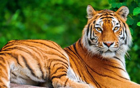 tiger wallpaper hd download|tiger wallpaper hd full screen.